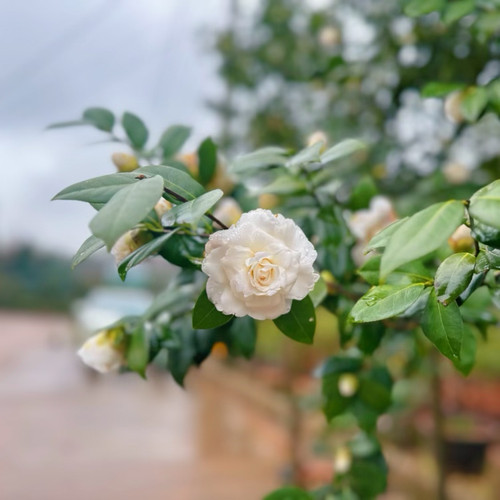 六角白山茶花 盆栽苗 稀有纯白色 经典老品种 园艺绿植物 原生苗
