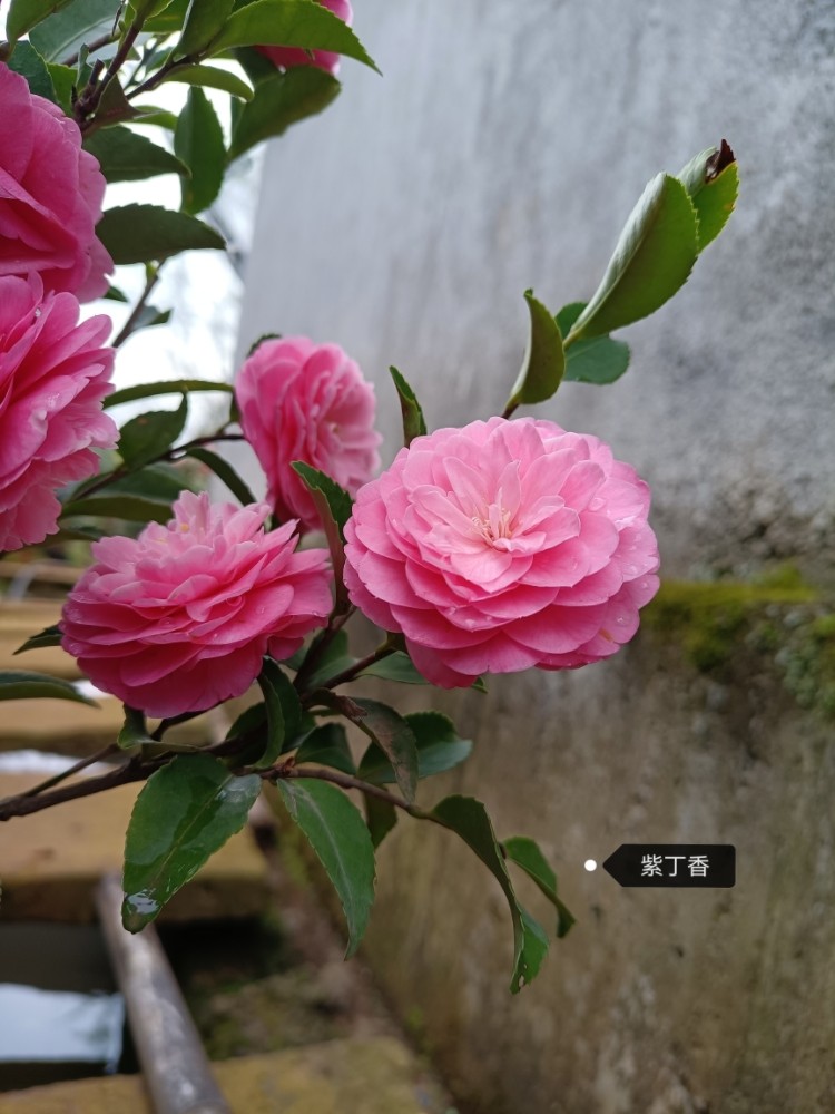 紫丁香 丰花型 盆栽苗 原生扦茶花