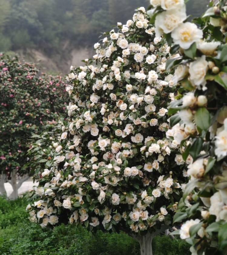 黄绣球黄色茶花 盆栽苗 嫁接苗珍贵稀有品种 托桂型重瓣茶花