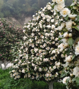 黄绣球黄色茶花 盆栽苗 嫁接苗珍贵稀有品种 托桂型重瓣茶花