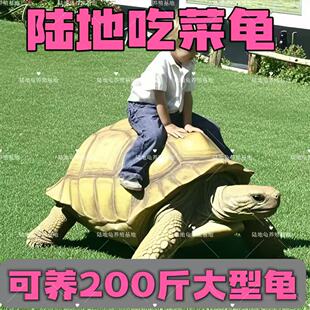 陆地巨型吃菜龟超大一对可下蛋家养长寿龟大体草龟 乌龟活物