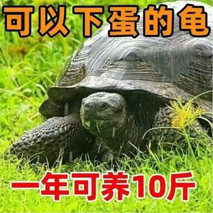 亚巨陆地巨型草龟吃菜龟特大乌龟活物宠物罕见长寿认主下蛋小龟苗