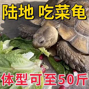 陆地巨型草龟吃菜龟活体特大乌龟活体小龟苗宠物大型罕见活物长寿