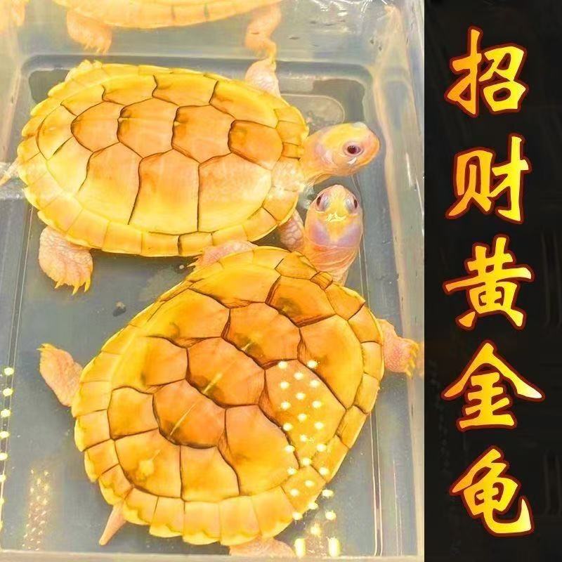 招财情侣黄金金钱金钱龟活物乌龟活体深水长寿发财镇宅宠物观赏