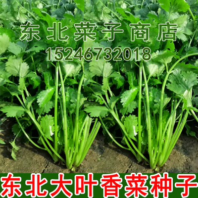 大叶香菜种子 春秋两季 香菜籽 大棚露地菜园 大叶香菜种子