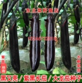 黑又亮长茄种子 长茄椭圆绿茄 新籽东北紫黑长茄 保护地露地菜园