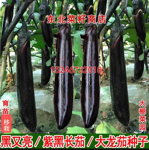 新籽东北紫黑长茄 菜园 茄冠 黑龙 长茄 椭圆绿茄 黑又亮长茄种子