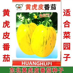 东北黄虎皮柿子 适合菜园子 虎皮番茄种子200粒