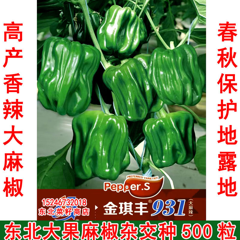 新东北麻辣椒种子 原装高产大麻椒椒 保护地露地薄皮灯笼椒 种子