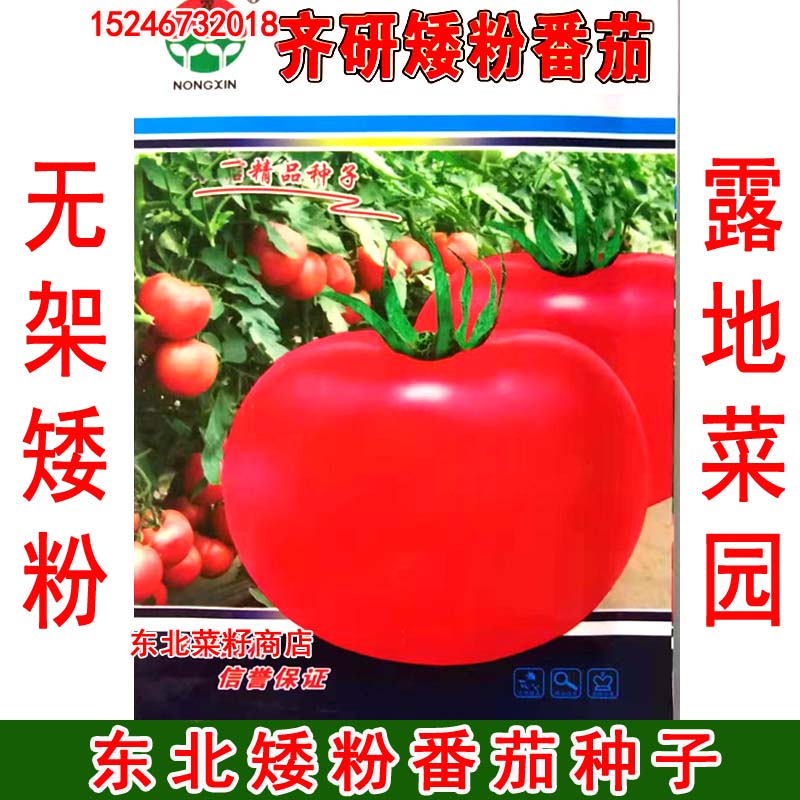 东北无架西红柿 矮粉  矮黄 菜园露地 盆栽 红黄珍珠番茄种子