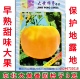 黄金果大黄番茄种子 大棚露地 东北大黄柿子 景丰大黄