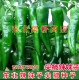 干鲜两用辣妹子 景尖椒3号 小辣椒种子 102 东北薄皮尖椒