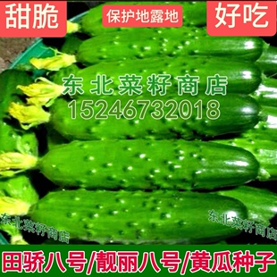 雌性旱黄瓜 甜脆 大棚露地 靓丽田骄八号七号 大刺大苞黄瓜种子