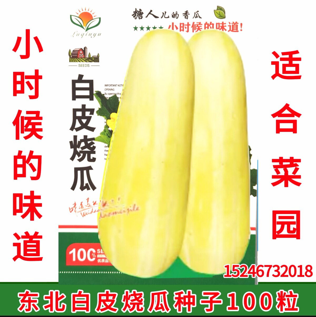 东北烧瓜 适合菜园 黄白皮捎瓜种子100粒