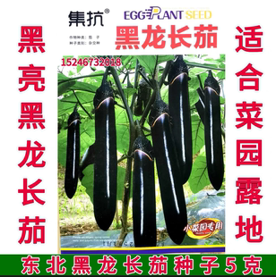 东北长茄种子露地菜园 黑紫茄子黑龙 原装 紫黑长茄种子