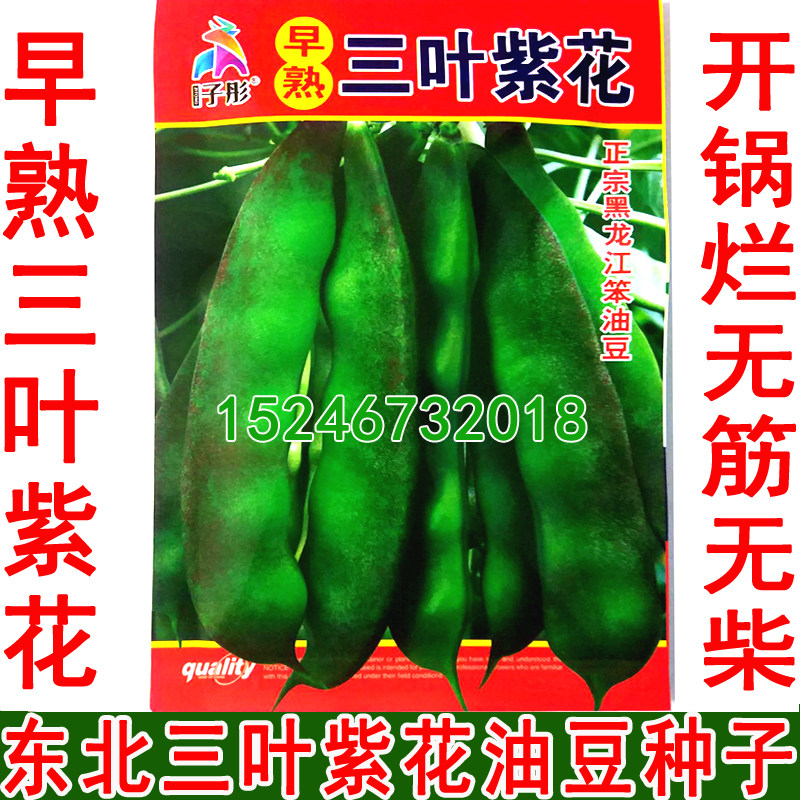 新籽东北老品种油豆种子  无筋无柴  紫花架油豆角种子,鲜花速递/花卉仿真/绿植园艺,家庭园艺种子,淘宝优惠券,粉丝福利购,淘宝优惠卷