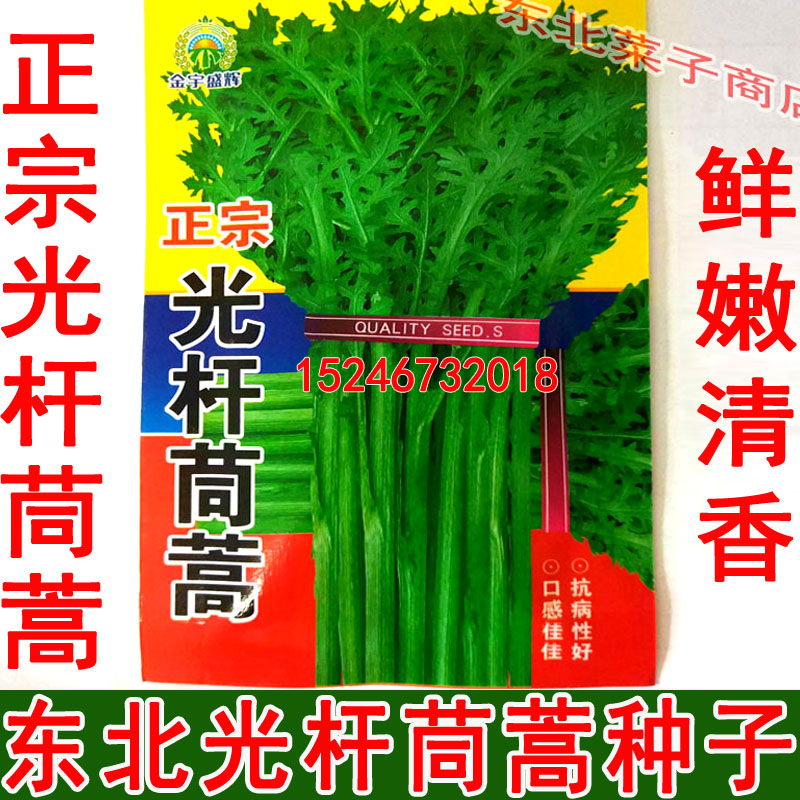 新籽东北茼蒿种子原厂袋装春秋种植露地保护地光杆茼蒿种子