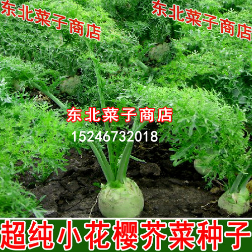 东北碎叶小花种子原装芥菜