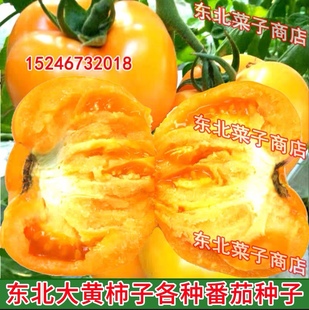 东北大黄柿子 牛奶黄罗曼 一点红 黄金果 吃不够 大黄番茄种子