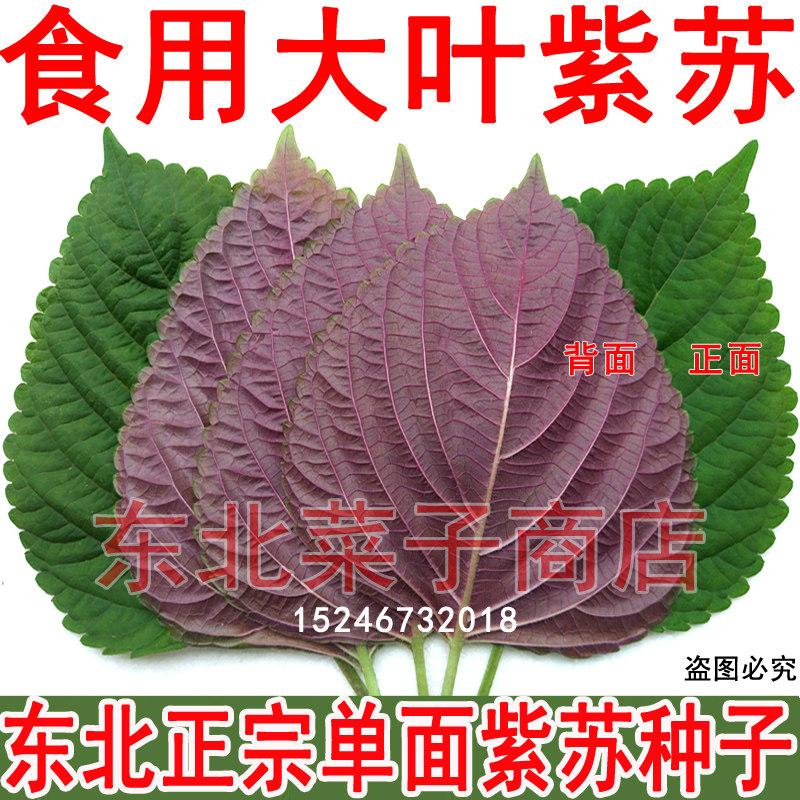 新籽东北 食用单面紫苏种子 大棚温室菜园 食叶紫苏子叶种子