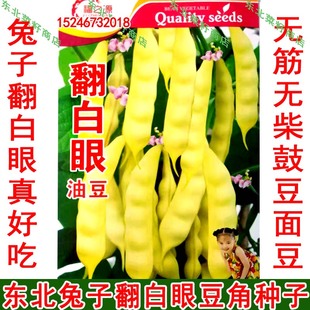 东北豆角籽 鼓豆面豆无筋无柴 兔子翻白眼豆角种子