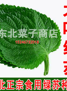 新东北老品种苏子叶 白苏绿叶  食叶食籽 双面绿苏种子