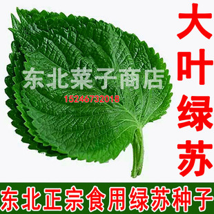 新东北老品种苏子叶 白苏绿叶  食叶食籽 双面绿苏种子
