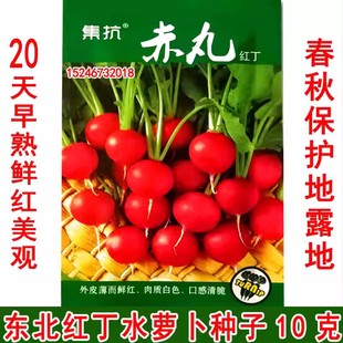 新东北樱桃水萝卜 露地保护地25天 赤丸 红丁 水萝卜种子10克