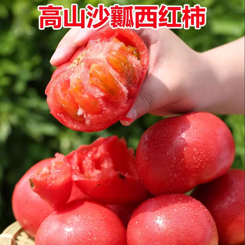 攀枝花米易沙瓤番茄非普罗旺斯新鲜生吃现摘蔬菜露天自然熟西红柿