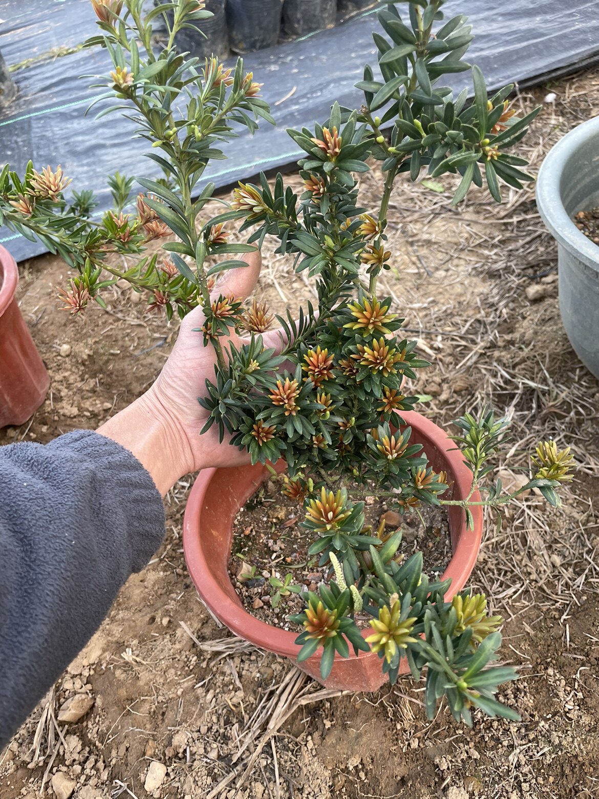 海岛小叶红芽罗汉松金彩松彩叶罗汉松小红帽罗汉松金雀舌盆栽绿i.