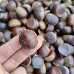 野生小板栗贵州深山小毛栗栗子油栗板栗栗小颗粒炒栗子小油栗新鲜