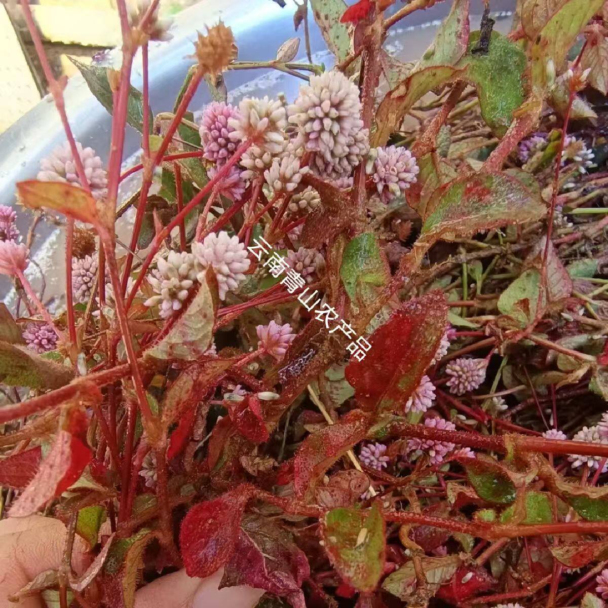 头花蓼天然新货石莽草石辣蓼小红