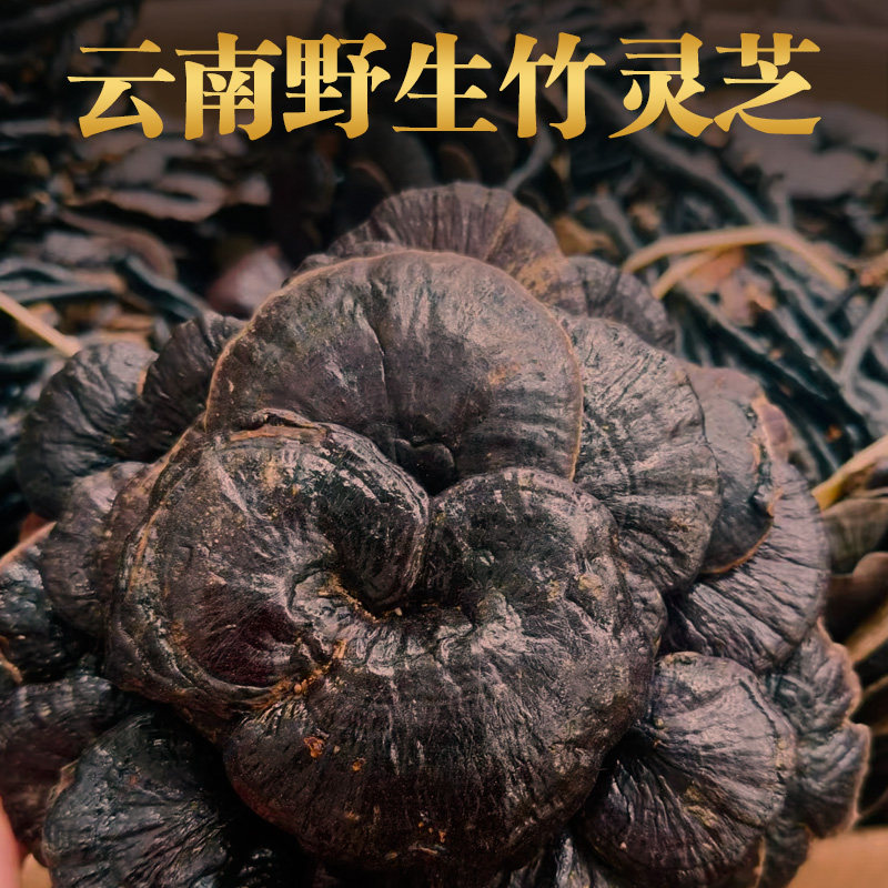 野生竹灵芝云南深山采摘天然野竹芝正品小红芝整个干货野灵芝500g