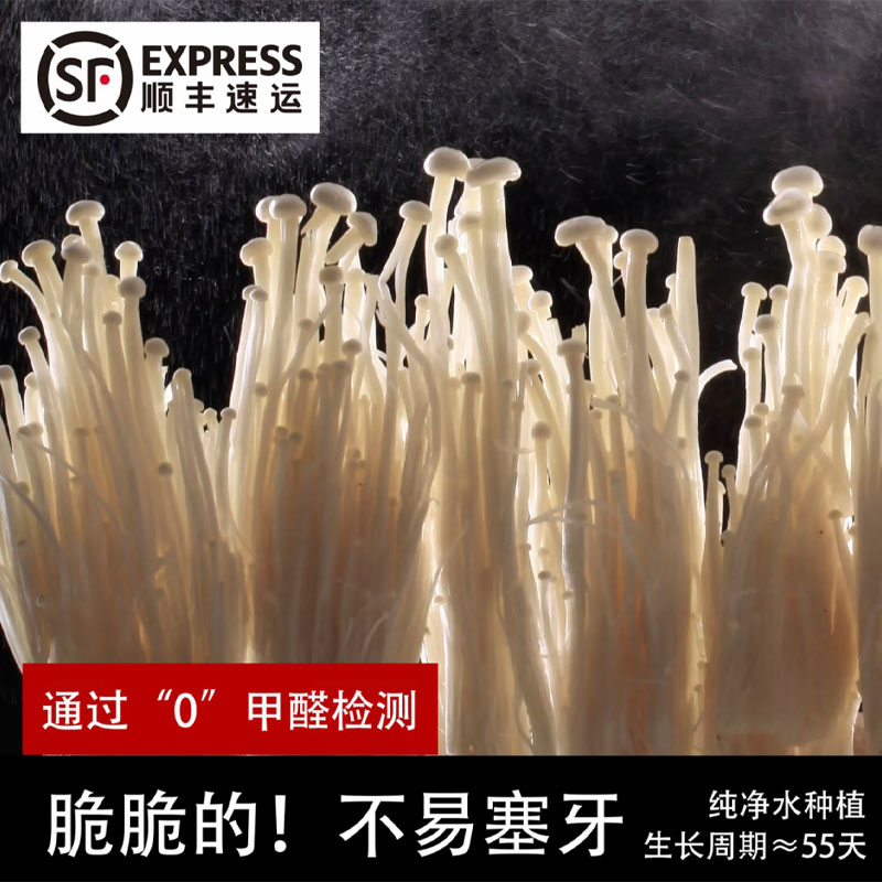 新鲜金针菇 鹿茸菇 绣球菌纯净水种植无甲醛 可生食 顺丰苏州发货
