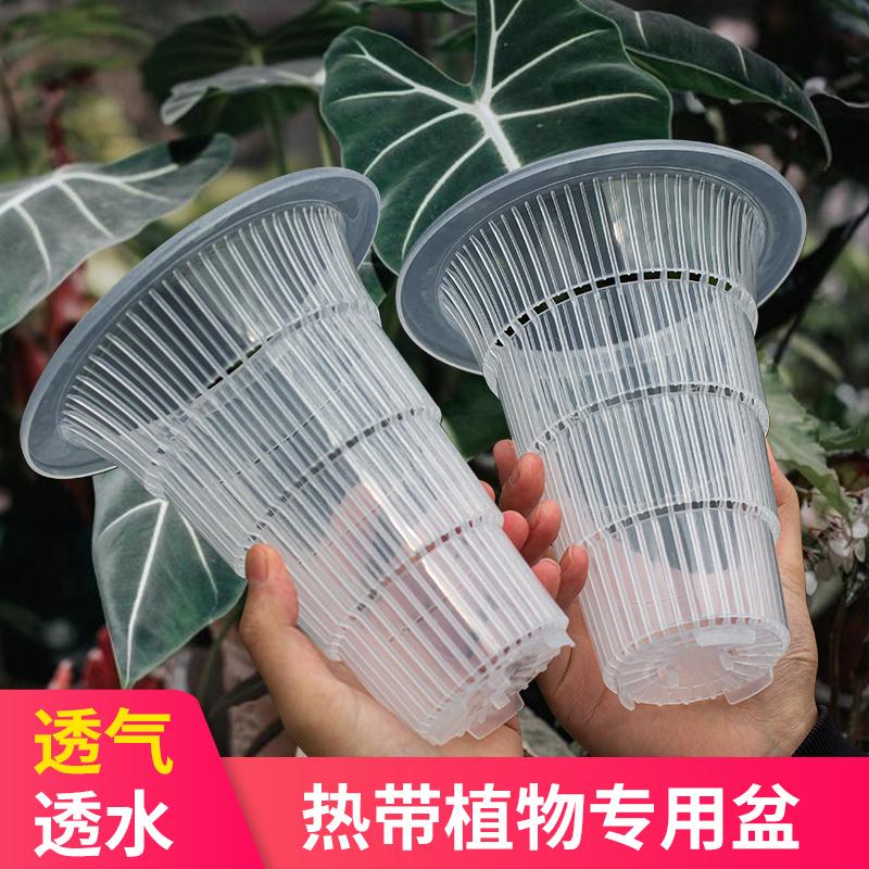 美莳透明海芋热植专用盆透气控根