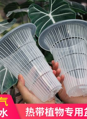 美莳透明热植控根花盆透气塑料白色青山盆海芋秋海棠彩叶芋专用盆