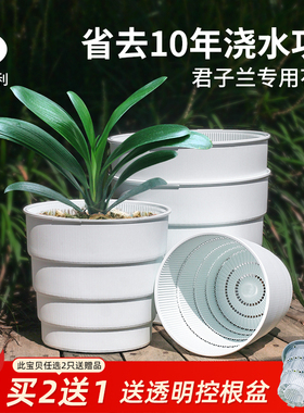 美莳君子兰专用花盆防烂根特大号塑料文心兰蝴蝶兰透气超紫砂陶盆