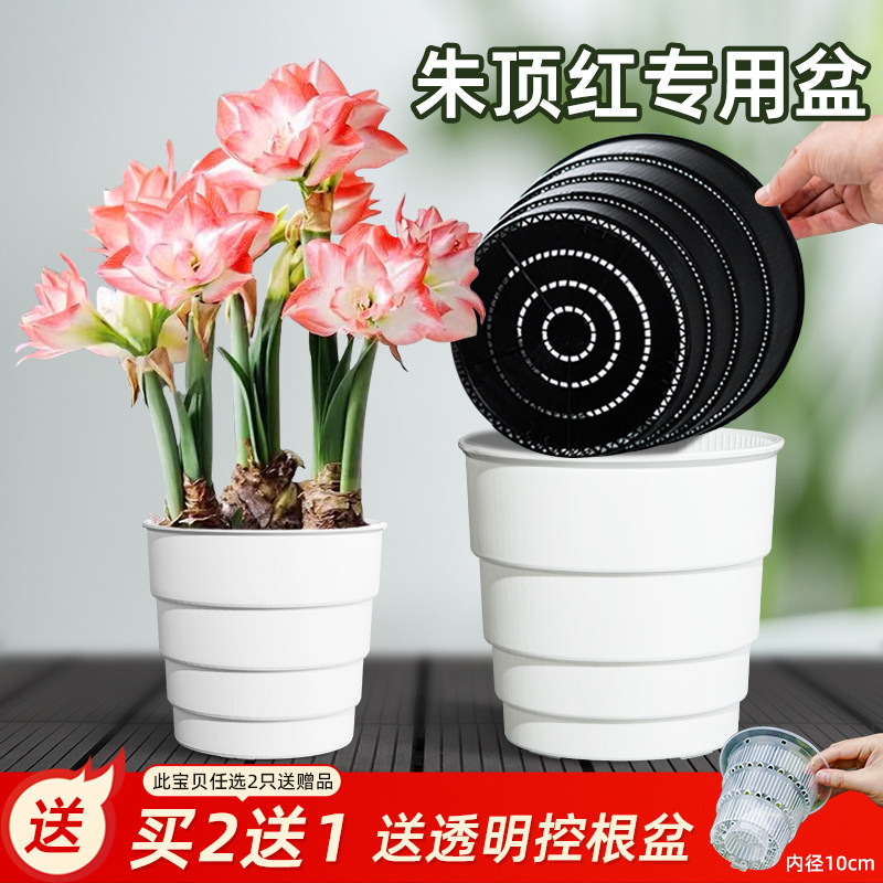 美莳朱顶红专用花盆树脂透气控根青山郁金香土培百合种球球根加厚