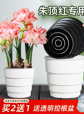 美莳朱顶红专用花盆树脂透气控根青山郁金香土培百合种球球根加厚