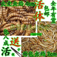 大麦虫活体黄粉虫面包虫包邮龙鱼八哥守宫画眉鸟虫子活虫宠物口粮