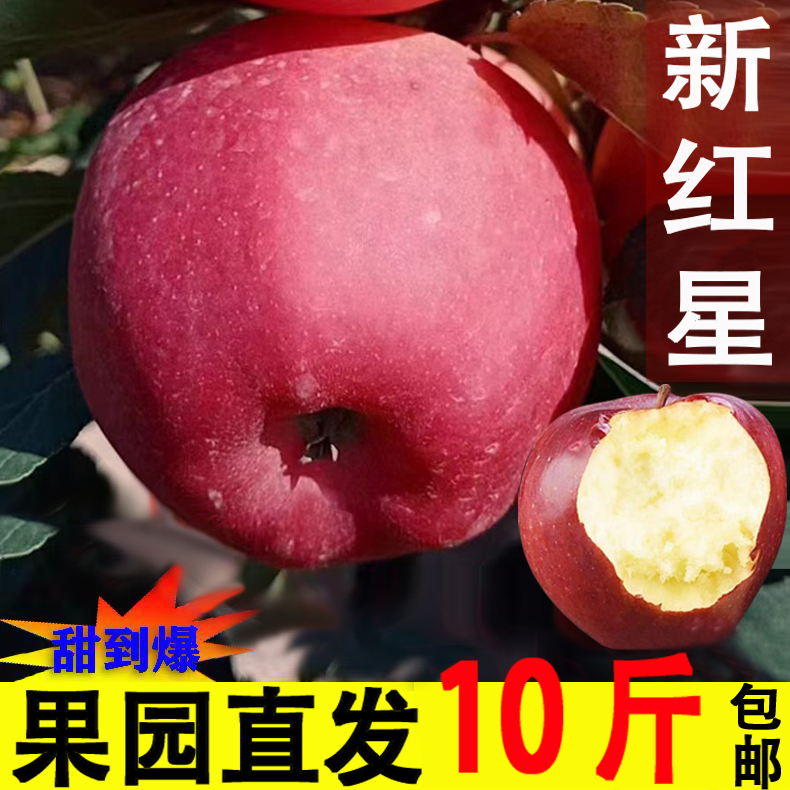 甘肃会宁正宗新红星苹果香甜粉糯新鲜应季糖心花牛苹果新红星苹果