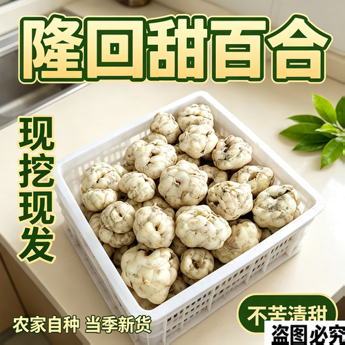 隆回新鲜甜百合现挖现发不苦
