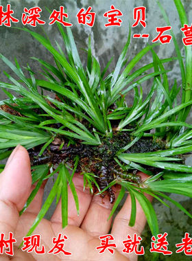 绿植菖蒲山区自采庭院新鲜现发