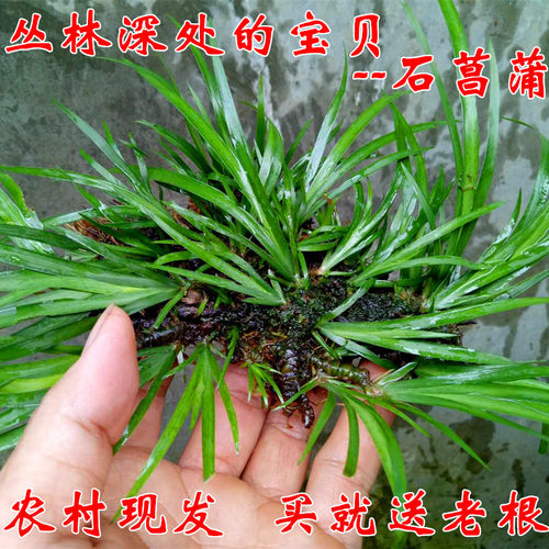 绿植菖蒲山区自采庭院新鲜现发