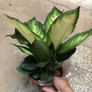 玛丽安万年青盆栽雅丽大盆银皇后绿植花卉室内客厅四季常青好养活