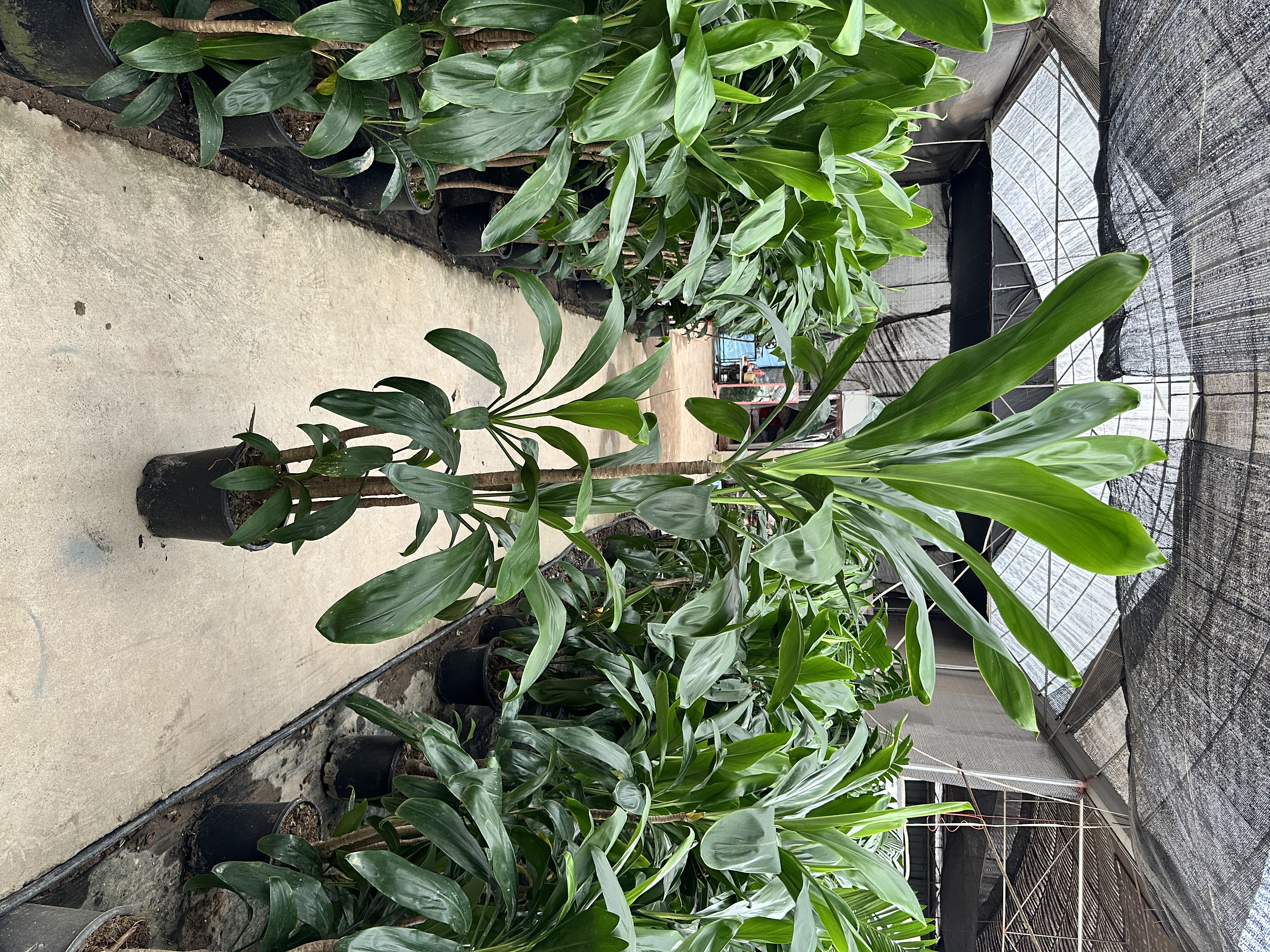 青铁盆栽室内大型绿植盆景植物造大型绿植/成品组合盆