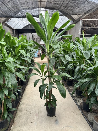 青铁盆栽室内大型绿植盆景植物造型老桩小盆景四季常青好养绿化带
