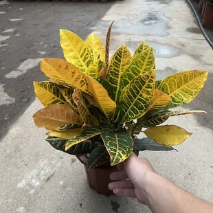 七彩变叶木盆栽变色木客厅阳台办公室好养活室外四季好养耐寒绿植