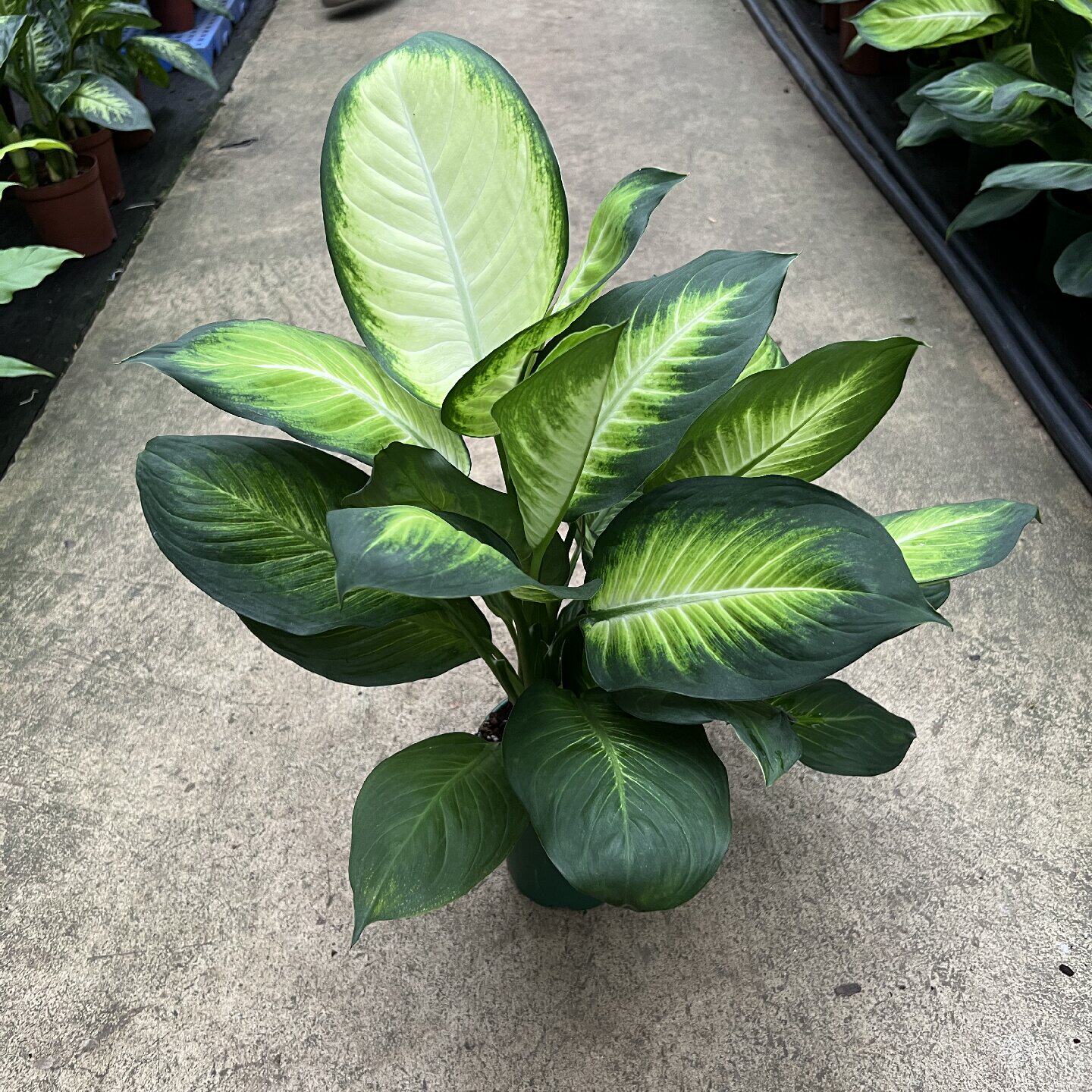 粉黛万年青黄金银皇后桌面