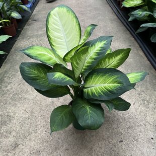 玛丽安万年青盆栽雅丽大盆银皇后绿植花卉室内客厅四季常青好养活